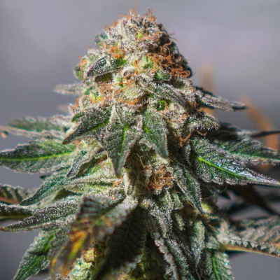 Exclusive Seeds Bank - Auto Oxus