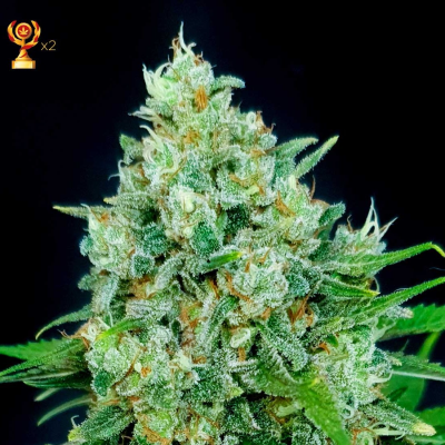 Exclusive Seeds Bank - Cheese x Critical