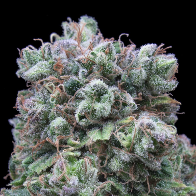 Exclusive Seeds Bank - Kush Exclusive