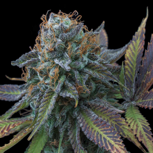 Exclusive Seeds Bank - La Perla Negra (Black Pearl)
