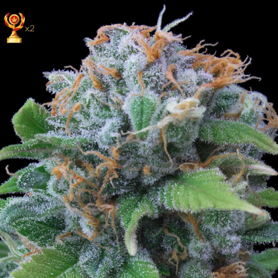 Exclusive Seeds Bank - Limon Haze