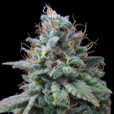 Exclusive Seeds Bank - Nemo