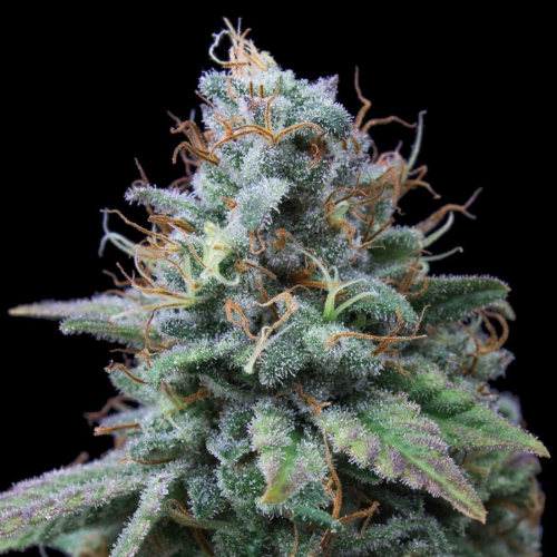 Exclusive Seeds Bank - Nemo