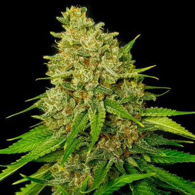 Exclusive Seeds Bank - Super Larry OG