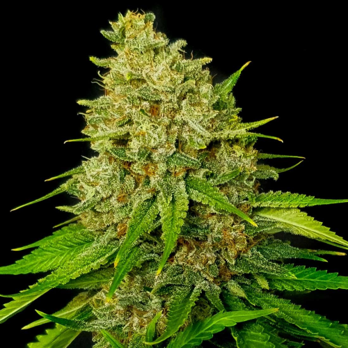 Exclusive Seeds Bank - Super Larry OG
