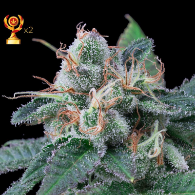 Exclusive Seeds Bank - Super Mandarina