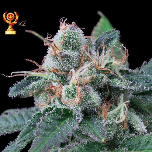 Exclusive Seeds Bank - Super Mandarina