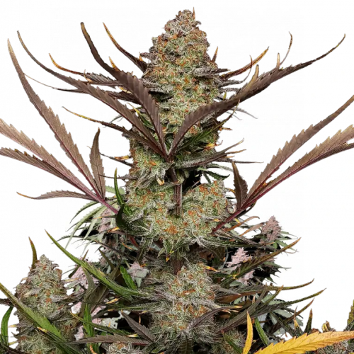 Fast Buds - Apple Strudel Auto