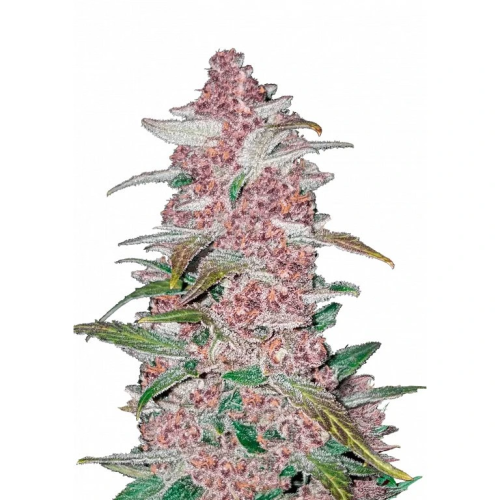 Fast Buds - Blackberry Auto