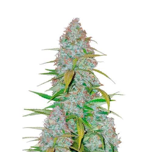 Fast Buds - Californian Snow Auto