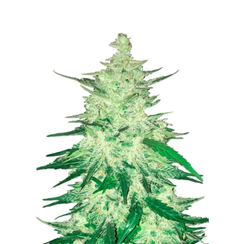 Fast Buds - CBD Crack Auto