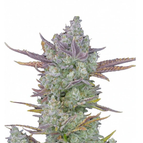 Fast Buds - Gorilla Cookies Auto