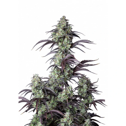 Fast Buds - Mimosa Cake Auto