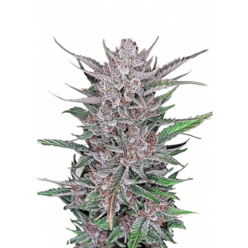 Fastbuds - Gorilla Punch Auto