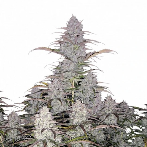 Fastbuds - Green Crack Auto