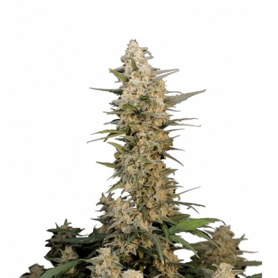 Fastbuds - Original Auto Critical