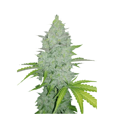 Fastbuds - Original Auto Cheese