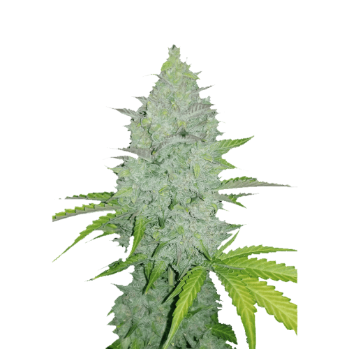 Fastbuds - Original Auto Cheese