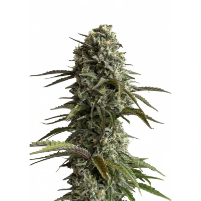 Fastbuds - Original Auto Skunk