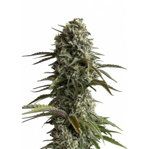 Fastbuds - Original Auto Skunk