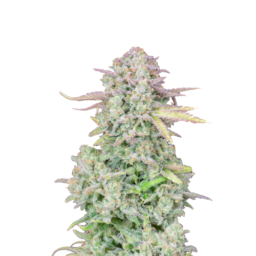 Fast Buds - Original Auto Trainwreck