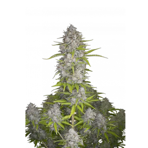 Fastbuds - Orange Sherbet Auto