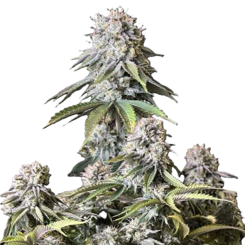 Fastbuds - Orange Sherbet FF