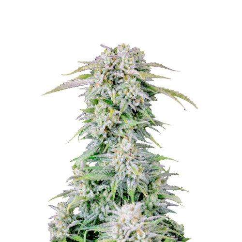 Fast Buds - Original Afghan Kush Auto