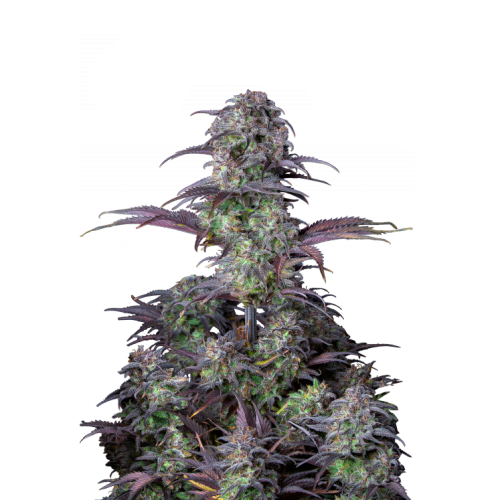 Fastbuds - Original Auto Blueberry