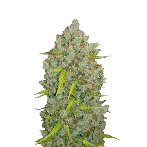 Fast Buds - Original Auto BubbleGum