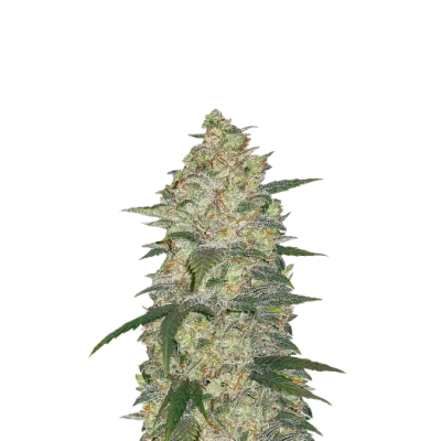 Fastbuds - Original Auto White Widow