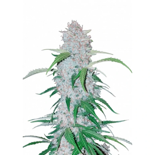 Fast Buds - Six Shooter Auto