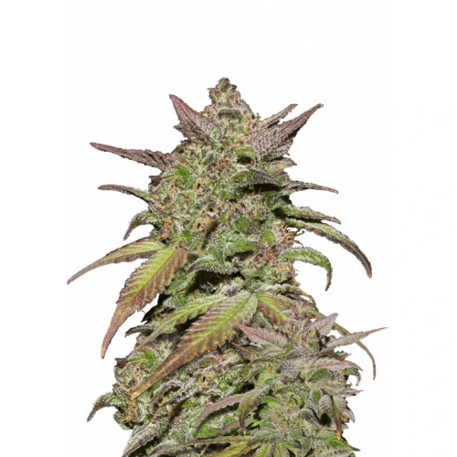 Fast Buds - Smoothie Auto