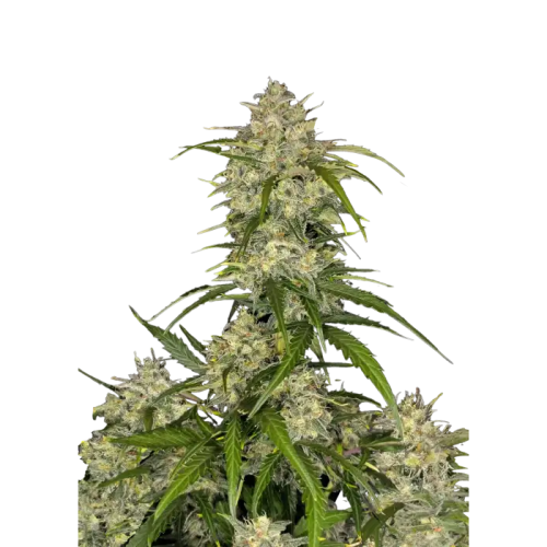 Fast Buds - Sour Jealousy Auto