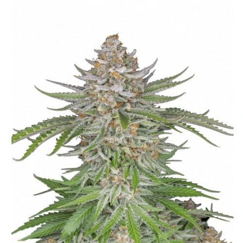 Fastbuds - Strawberry Pie Auto