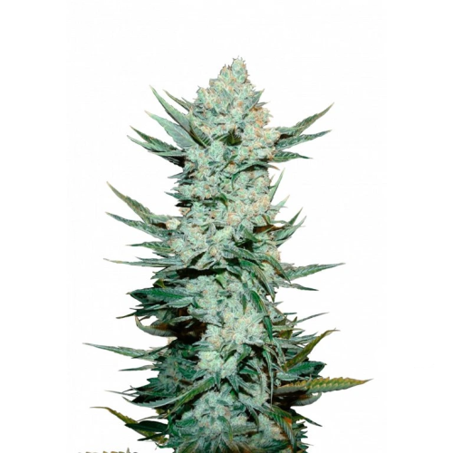 Fastbuds - Tangie Auto