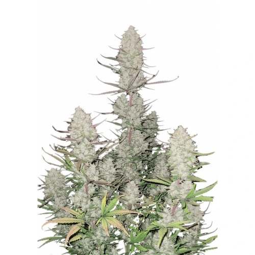 Fast Buds - Tropicana Cookies Auto