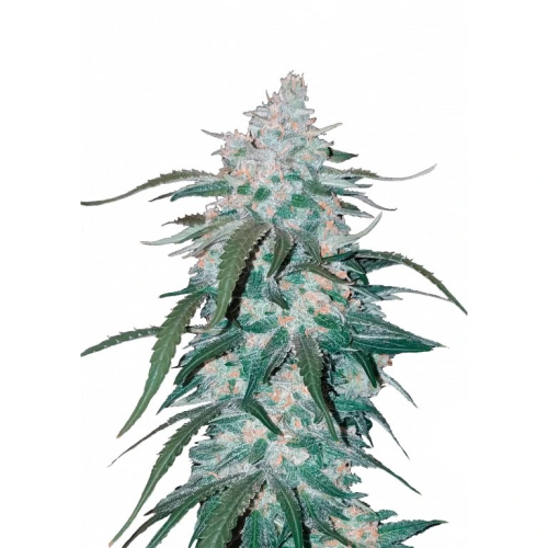 Fastbuds - Pineapple Express Auto