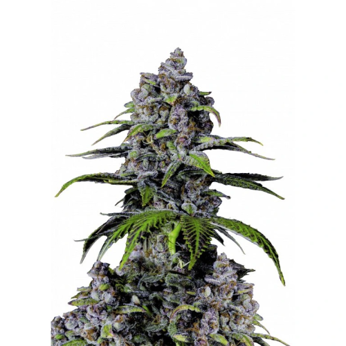 Fastbuds - Purple Lemonade FF