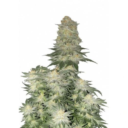 Fastbuds - Wedding Cheesecake FF