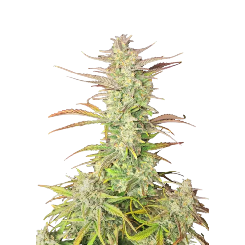 Fast Buds - Z-Up Auto