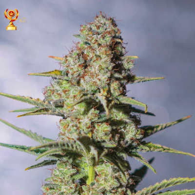 Exclusive Seeds Bank - Critical