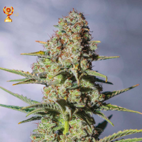 Exclusive Seeds Bank - Critical