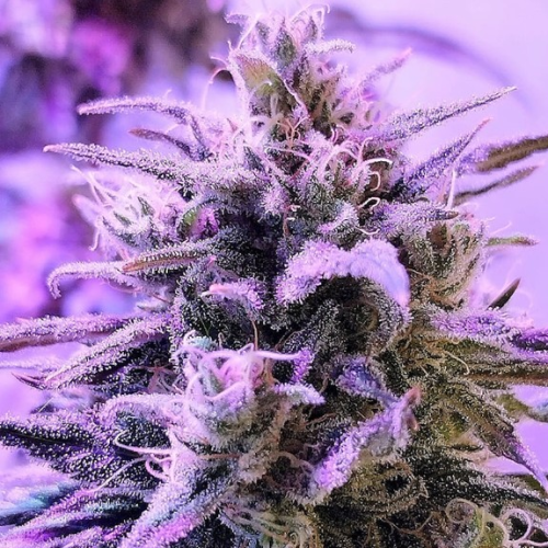 French Touch Seeds - Respeto