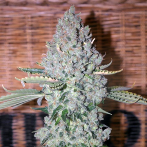 French Touch Seeds - Sativa Des Rois