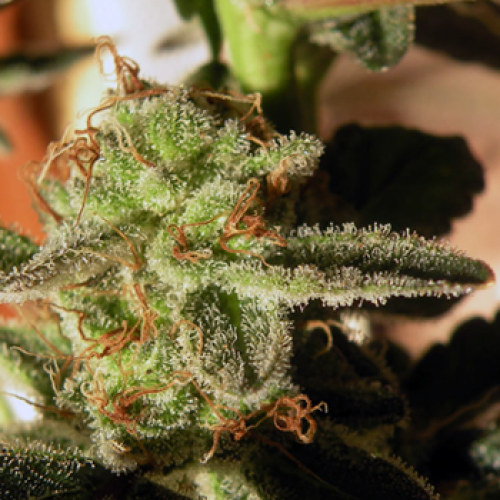 French Touch Seeds - Kikiriki regular