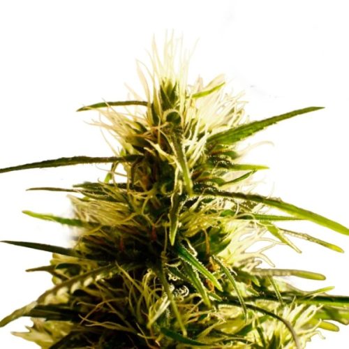 French Touch Seeds - Mango Pepper regular