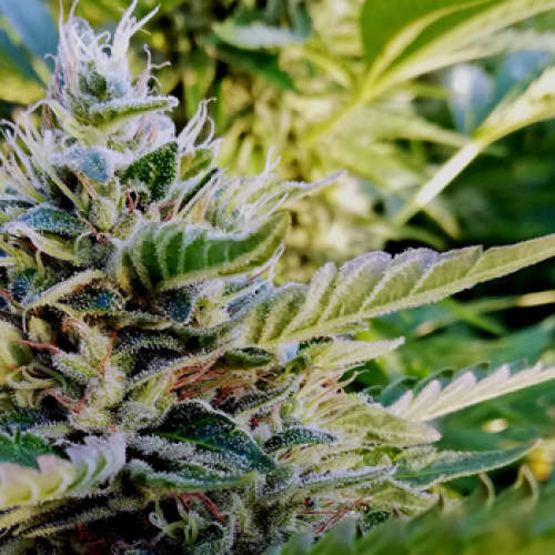 French Touch Seeds - Nuttea Haze