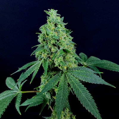 Freedom Of Seeds - 3 Kingdoms