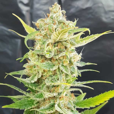 Freedom Of Seeds - A Little Kushy Auto regular